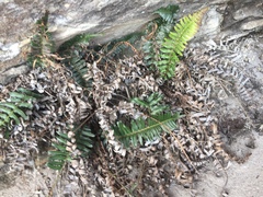 Blechnum punctulatum punctulatum