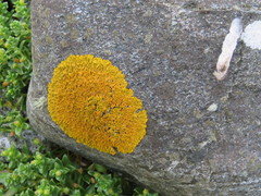 Xanthoria aureola