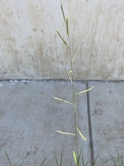Bouteloua barbata rothrockii