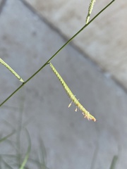 Bouteloua barbata rothrockii