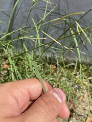 Bouteloua barbata rothrockii