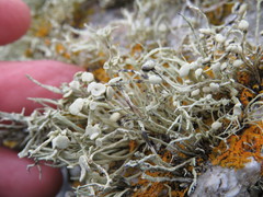 Ramalina cuspidata