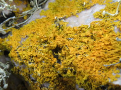 Xanthoria aureola