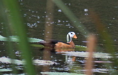 Nettapus auritus