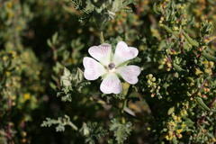 Anisodontea dissecta