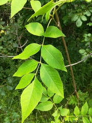 Fraxinus pennsylvanica subintegerrima