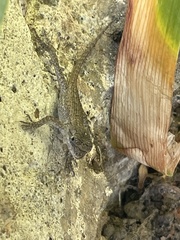 Sceloporus occidentalis