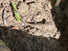 Sceloporus occidentalis