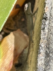 Sceloporus occidentalis