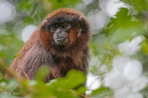 Coppery Titi (Callicebus cupreus) · iNaturalist