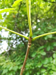 Fraxinus pennsylvanica subintegerrima