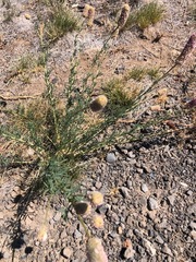 Dalea ornata