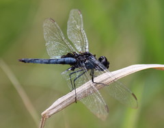 Urothemis edwardsii