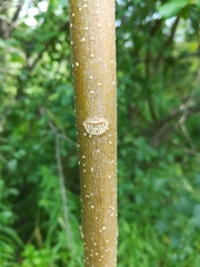 Fraxinus pennsylvanica subintegerrima