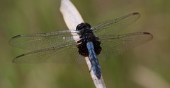 Urothemis edwardsii