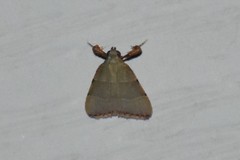 Basacallis tarachodes