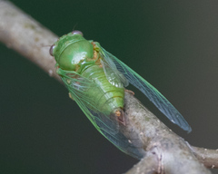 Okanagana viridis