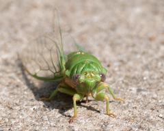 Okanagana viridis