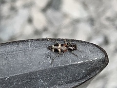 Enoclerus nigrifrons