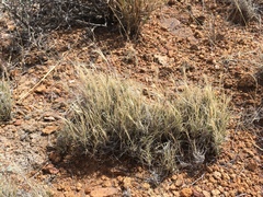Scleropogon brevifolius