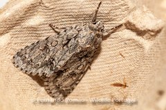 Acronicta aceris