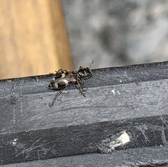 Enoclerus nigrifrons