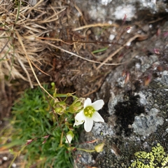 Mononeuria groenlandica
