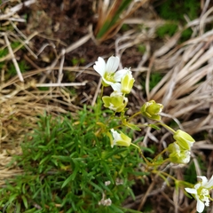 Mononeuria groenlandica