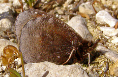 Erebia discoidalis