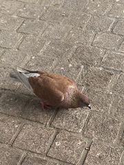Columba livia domestica