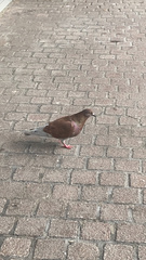 Columba livia domestica