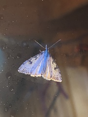 Udea itysalis