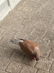 Columba livia domestica