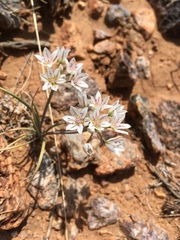 Allium macropetalum