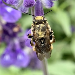 Anthidium manicatum
