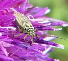 Oncotylus viridiflavus