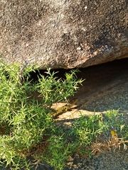 Timon lepidus ibericus