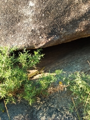 Timon lepidus ibericus