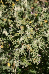 Anisodontea dissecta