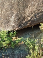 Timon lepidus ibericus