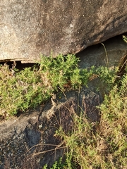 Timon lepidus ibericus