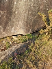 Timon lepidus ibericus