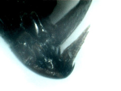 Ctenocephalides canis