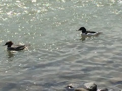 Mergus merganser merganser