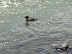 Mergus merganser merganser