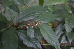 Ardisia fuliginosa