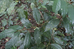 Ardisia fuliginosa