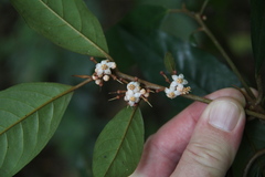 Ardisia fuliginosa