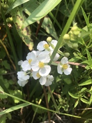 Sagittaria brevirostra
