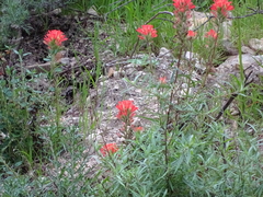 Castilleja foliolosa